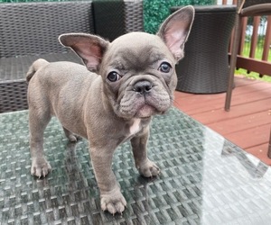 French Bulldog Puppy for sale in PORTSMOUTH, VA, USA