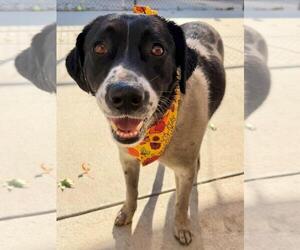 Mutt Dogs for adoption in Tulsa, OK, USA