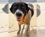 MR. MOO - Male Mutt Dog for Adoption - Small photo