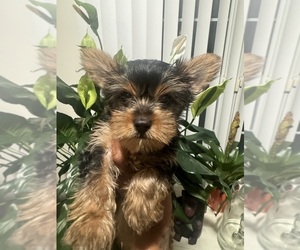 Yorkshire Terrier Puppy for sale in GREENBELT, MD, USA