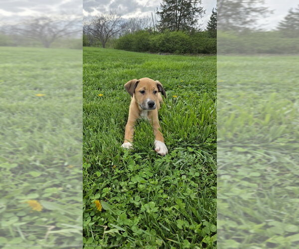 Medium Photo #1 Bogle Puppy For Sale in Aurora, IN, USA