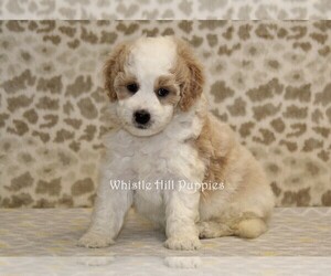 Miniature Bernedoodle Puppy for Sale in DENVER, Pennsylvania USA