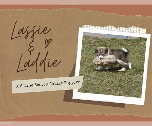 Medium Photo #3 Scotch Collie Puppy For Sale in PARIS, MI, USA