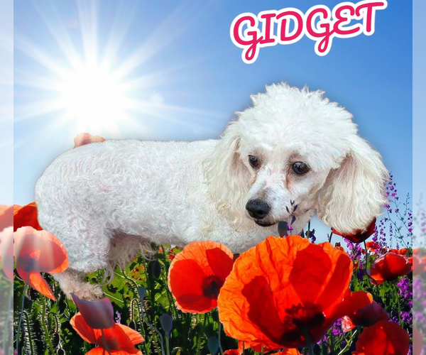 Medium Photo #1 Bichon Frise-Unknown Mix Puppy For Sale in Seaford, DE, USA