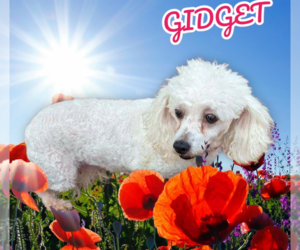 Bichon Frise-Unknown Mix Dogs for adoption in Seaford, DE, USA