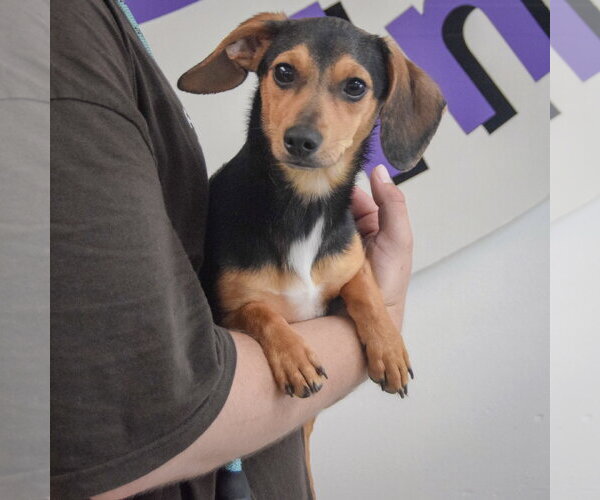 Medium Photo #3 Chiweenie Puppy For Sale in Huntley, IL, USA