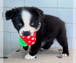 Australian Shepherd Puppy for Sale in NEWBERRY, Florida USA