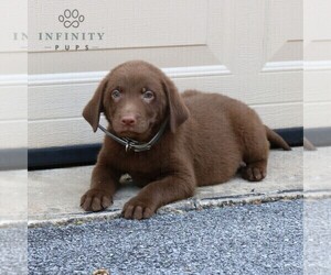 Labrador Retriever Puppy for sale in NEW HOLLAND, PA, USA