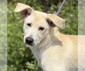 Labrador Retriever Dogs for adoption in Canfield, OH, USA