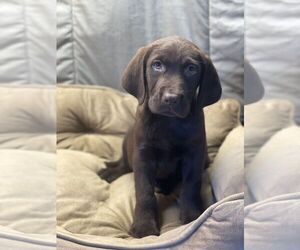 Labrador Retriever Puppy for sale in UPPERVILLE, VA, USA
