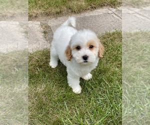 Goldendoodle Puppy for sale in MILWAUKEE, WI, USA