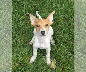 Mutt Dogs for adoption in Brooklyn Center, MN, USA