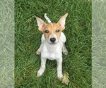 Small Mutt
