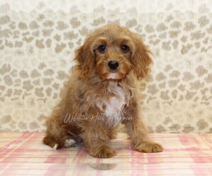 Cavapoo Puppy for sale in DENVER, PA, USA