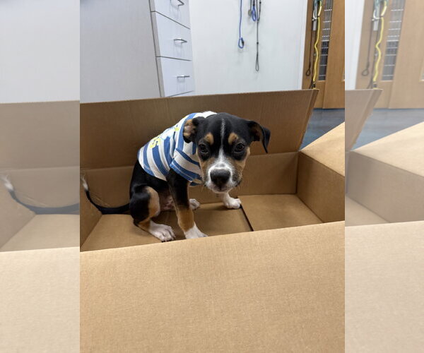 Medium Photo #3 Mutt Puppy For Sale in Fort Collins, CO, USA