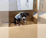 Small #2 Mutt
