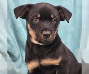 Eureka Pup - Donovan - Male Mutt Dog for Adoption - Photo #3