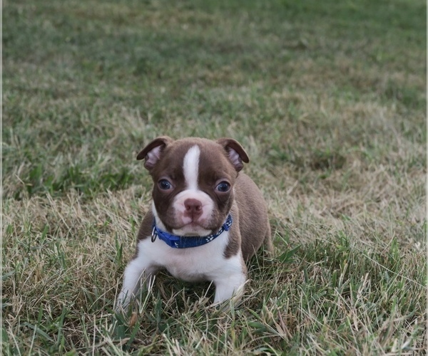 Medium Photo #2 Boston Terrier Puppy For Sale in CATONSVILLE, MD, USA