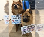 Small Photo #3 Chow Chow Puppy For Sale in San Antonio, TX, USA