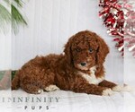 Small #3 Goldendoodle (Miniature)