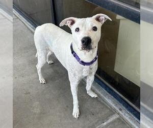 Bull Terrier-Unknown Mix Dogs for adoption in Denver, CO, USA