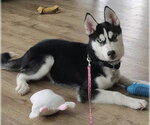Small #1 Siberian Husky