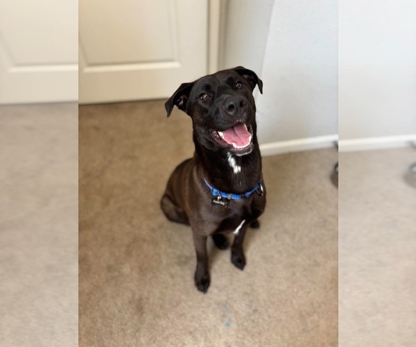 Medium Photo #4 Labrador Retriever-Unknown Mix Puppy For Sale in Mount Pleasant, SC, USA