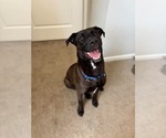 Small #3 Labrador Retriever Mix