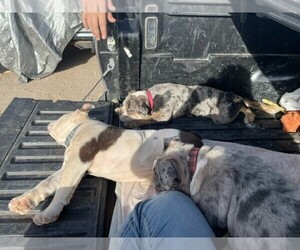 English Bulldog Puppy for sale in PAULDEN, AZ, USA