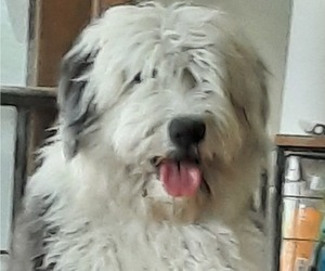 Father of the Old English Sheepdog puppies born on 04/16/2023