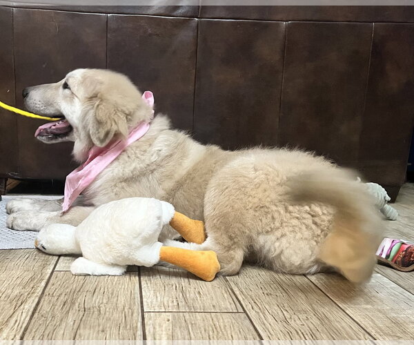 Medium Photo #8 Great Pyrenees Puppy For Sale in Spring, TX, USA