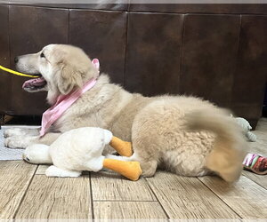 Twix - Female Great Pyrenees Dog for Adoption - Photo #8