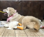 Small #7 Great Pyrenees