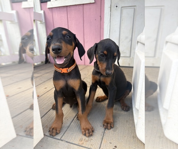 Medium Photo #4 Doberman Pinscher Puppy For Sale in MADISON, NC, USA