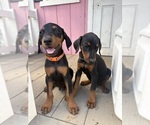 Small #3 Doberman Pinscher