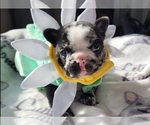 Small Photo #2 French Bulldog Puppy For Sale in SAND SPRINGS, OK, USA