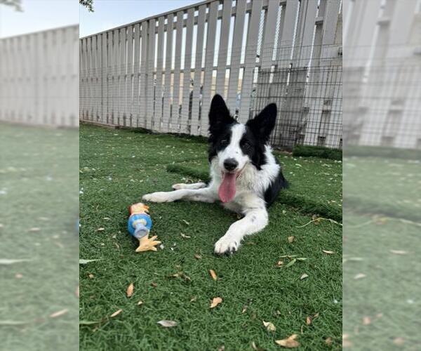 Medium Photo #1 Border Collie Puppy For Sale in Fremont, CA, USA