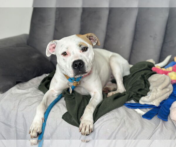 Medium Photo #5 American Pit Bull Terrier-Unknown Mix Puppy For Sale in Rockaway, NJ, USA