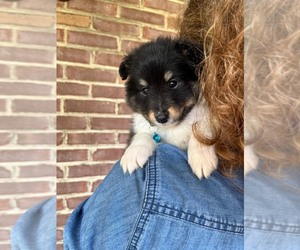 Shetland Sheepdog Puppy for sale in KINGSPORT, TN, USA