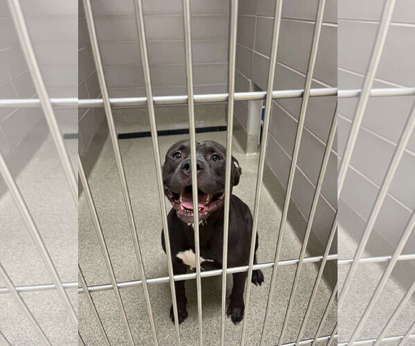 Medium Photo #1 American Pit Bull Terrier Puppy For Sale in Virginia Beach, VA, USA