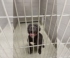 American Pit Bull Terrier Dogs for adoption in Virginia Beach, VA, USA