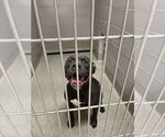 Small American Pit Bull Terrier