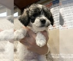 Small Photo #9 Zuchon Puppy For Sale in ACTON, CA, USA