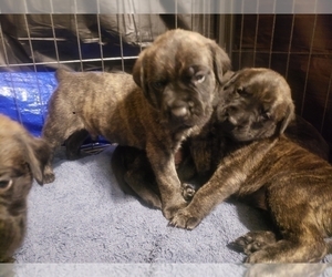 Mastiff Puppy for Sale in FORT WAYNE, Indiana USA