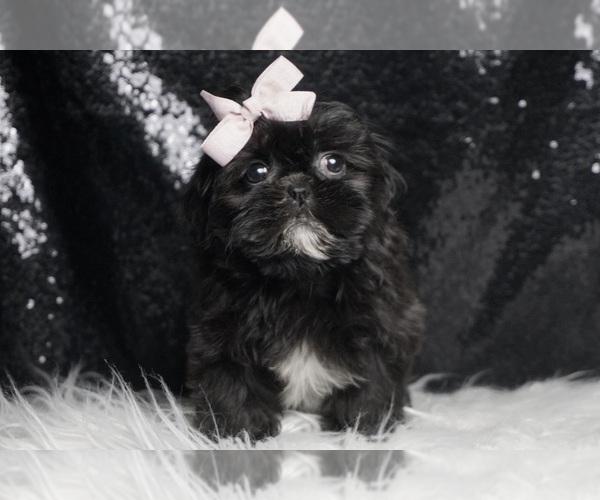 Medium Photo #4 Shih Tzu Puppy For Sale in WARSAW, IN, USA