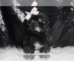 Small Photo #4 Shih Tzu Puppy For Sale in WARSAW, IN, USA