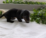 Small #1 Dachshund