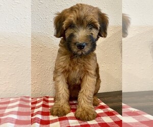 Mini Whoodle (Wheaten Terrier/Miniature Poodle) Puppy for sale in DOSS, MO, USA