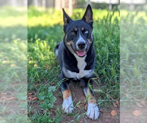 Gerberian Shepsky Dogs for adoption in Sacramento, CA, USA