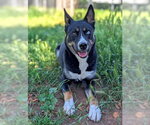 Small Gerberian Shepsky